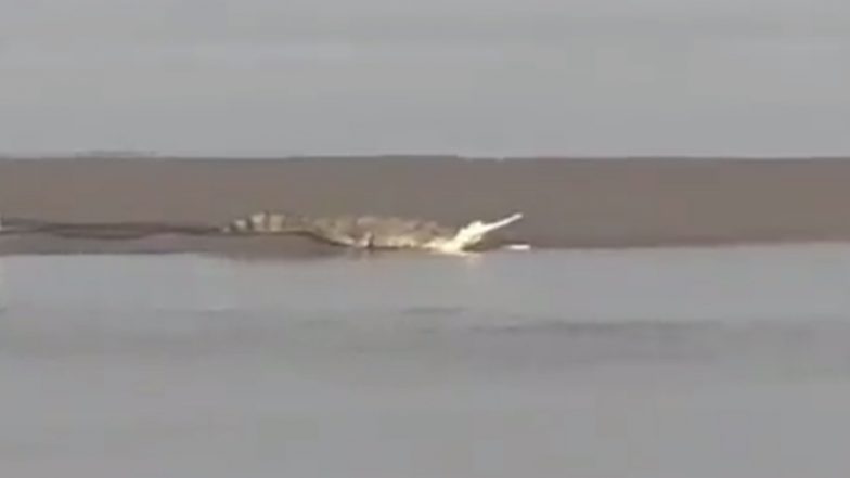 Crocodile in Ayodhya: सरयू नदी में गुप्तार घाट के पास देखा गया विशालकाय मगरमच्छ, वीडियो वायरल होने के बाद लोगों में दहशत