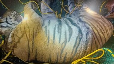 Tiger Attack in Karnataka: महिला की मौत के लिए जिम्मेदार बाघ को बांदीपुर टाइगर रिजर्व के हेडियाला रेंज में पकड़ा गया (देखें तस्वीर)