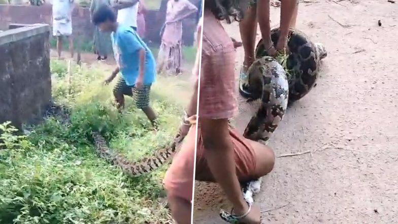 Giant Python Video: कर्नाटक में बुजुर्ग और बच्चे ने मिलकर पकड़ा विशाल अजगर, देखें वीडियो