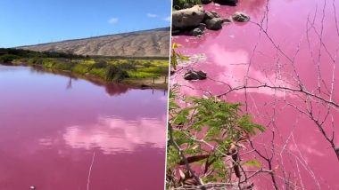 Hawaii: माउई में तालाब रहस्यमय तरीके से 'बार्बी' गुलाबी रंग का हुआ, वीडियो वायरल होने पर वैज्ञानिकों ने लोगों को पानी में प्रवेश न करने और न ही पीने की दी चेतावनी
