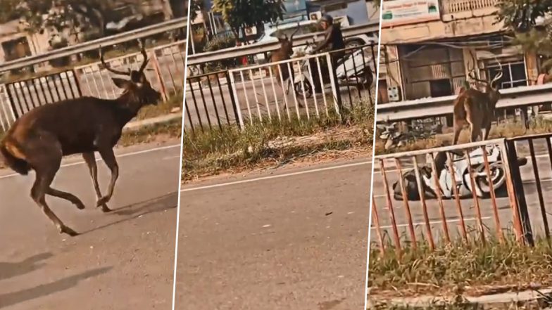 Sambhar Seen on Jalandhar-Ludhiana Highway: लुधियाना हाइवे पर दिखा सांभर, सड़क पार करते समय गाड़ी से टकराया