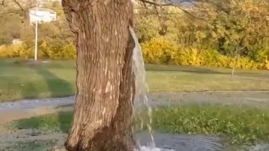 Water Flows Out of 150-Year-Old Mulberry Tree: मोंटेनेग्रो के डिनोसा में शहतूत के पेड़ के तने बहता है पानी, देखें वायरल वीडियो