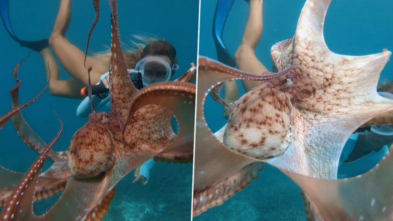 Octopus Calmly Swims Beside Woman: ऑक्टोपस शांति से महिला के बगल में तैरती हुई दिखाई दी, देखें वीडियो