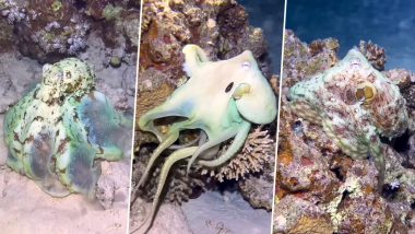 Octopus Changes its Colour: ऑक्टोपस जिस चीज को छूता है उसी की तरह अपना रंग बदल लेता है, देखें वीडियो