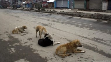 हाई कोर्ट का बड़ा आदेश, कुत्ते के काटने पर मिलेगा मुआवजा