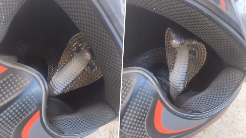 Snake Hiding Inside Helmet Video: शख्स को बाइक के हेलमेट में छिपा खतरनाक कोबरा, वीडियो हुआ वायरल