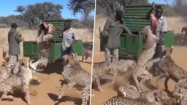 Workers Feeding a Herd of Leopards: चीतों के झुंड को खाना खिलाते दो जू वर्कर का क्लिप वायरल, देखें खतरनाक वीडियो