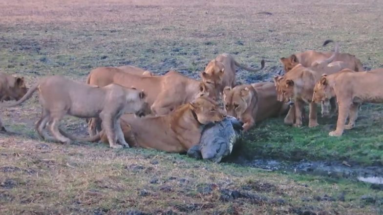 Herd of Lions Pounce on Crocodile: शेरों के झुंड ने मगरमच्छ को बनाया आपना शिकार, देखें वीडियो