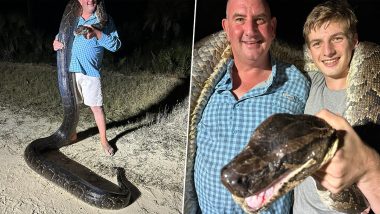 Massive 17-Foot Python: फ्लोरिडा में 5 लोगों ने पकड़ा 17 फुट का विशाल अजगर, तस्वीरें वायरल