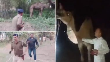 Bihar Camel Smuggling: पूर्णिया पुलिस का बड़ा एक्शन, ऊंट की तस्करी मामले में कार्रवाई कर 8 जानवरों को बरामद किया, देखें Live Video