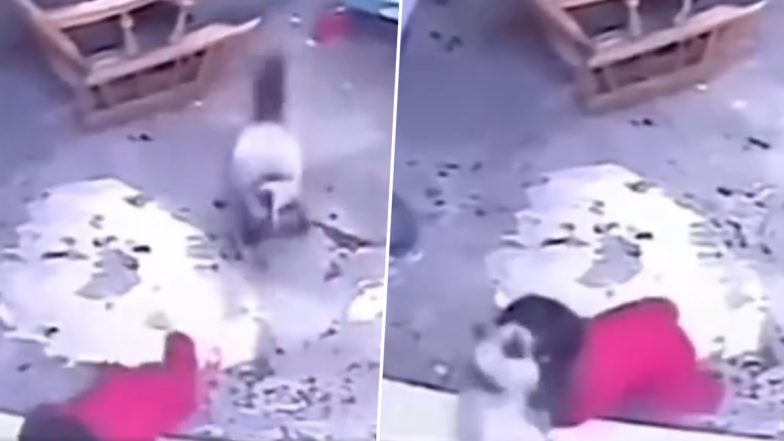 Viral Video: सीढ़ियों से गिरने वाला था छोटा बच्चा, तभी पालतू बिल्ली ने आकर ऐसे की उसकी रक्षा