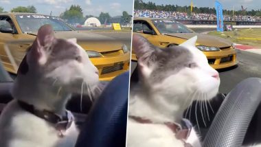 इंसानों की तरह सड़क पर कार चलाती दिखी बिल्ली, उसकी ड्राइविंग स्किल देख उड़ जाएंगे आपके होश (Watch Viral Video)