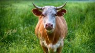 Cow chewing python: 4 फुट के अजगर को चबा गई गाय, यह देख गौशाला मालिक के उड़े होश (Watch Tweet)
