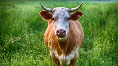 Cruelty With Cow: फतेपुर में गाय के साथ बर्बरता, दूध ना देने पर बुरी तरह पीटा, वीडियो वायरल होने पर केस दर्ज