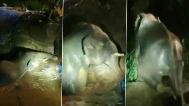 TN Elephant Rescued Video: तमिलनाडु में तालाब में गिरने के बाद पानी में फंसा हाथी, वन विभाग की टीम ने किया रेस्क्यू