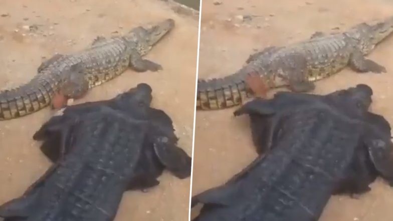 Viral Video: नकली मगरमच्छ बनकर पानी के खूंखार शिकारी को छेड़ता दिखा शख्स, हैरान करने वाला वीडियो हुआ वायरल