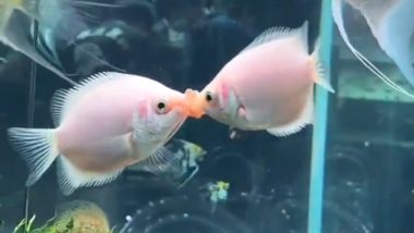 Gourami Fish Viral Video: गौरामी मछलियां किस करके करती हैं एक-दूसरे से लड़ाई, नजारा देख लोग खा जाते हैं धोखा