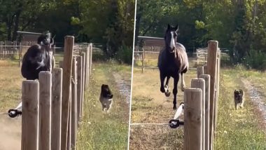 कुत्ते और घोड़े के बीच लगी तूफानी रेस, एक-दूसरे को कड़ी टक्कर देते दिखे दोनों जानवर (Watch Viral Video)