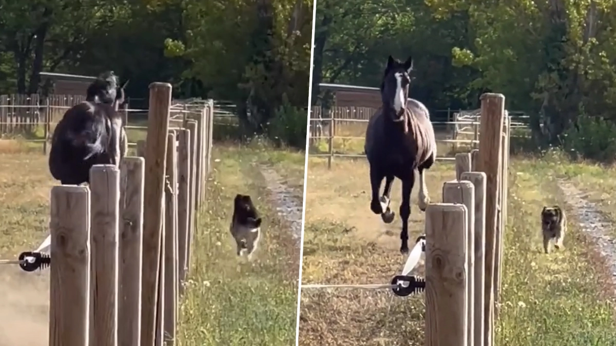 क त त और घ ड क ब च लग त फ न र स एक द सर क कड टक कर द त द ख