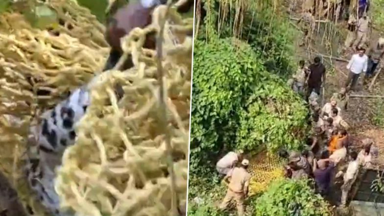Leopard in Bangalore: बेंगलुरु के रहवासी इलाके में घुसे तेंदुए को वन विभाग की टीम ने कड़ी मशक्कत के बाद पकड़ा, लोगों ने ली राहत की सांस- देखें वीडियो