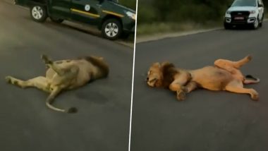 Viral Video: सात दिनों तक जिराफ खाने के बाद सुस्त हुआ शेर, बीच सड़क पर पैर फैलाकर आराम फरमाता आया नजर