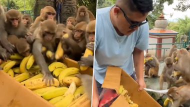 केले का बॉक्स देखते ही उस पर टूट पड़े बंदर, ललचाए जानवरों के बीच फल लूटने के लिए मची होड़ (Watch Viral Video)
