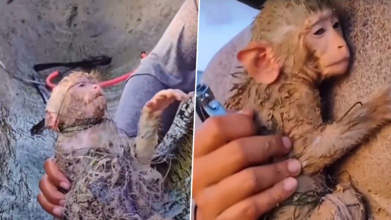 जाल में फंसे नन्हे बंदर के लिए मसीहा बना शख्स, Viral Video में देखें कैसे मिली उसे नई जिंदगी