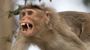 Monkeys Killed Child: गुजरात में बंदरों ने 10 साल के बच्चे को मार डाला, बाहर आ गई थीं मासूम की आंतें