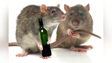 Rat Arrested in MP! गिरफ्तार चूहे की अदालत में होगी पेशी, थाने में कई बोतल शराब पीने का है आरोप