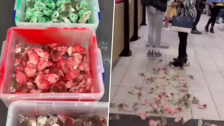 Viral Video: मैकडॉनल्ड्स में शख्स ने छोड़ दिए दर्जनों चूहे, देखते ही देखते मच गई अफरा-तफरी