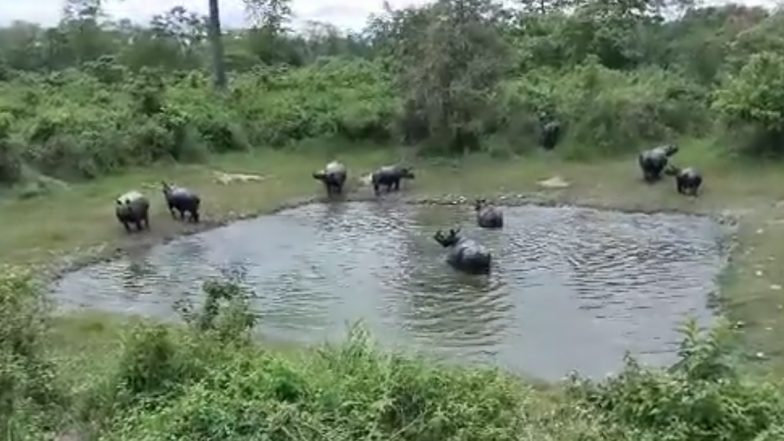 Viral Video: तालाब में मजे से पूल पार्टी करता दिखा गैंडों का समूह, राजसी जानवरों का मजेदार वीडियो हुआ वायरल