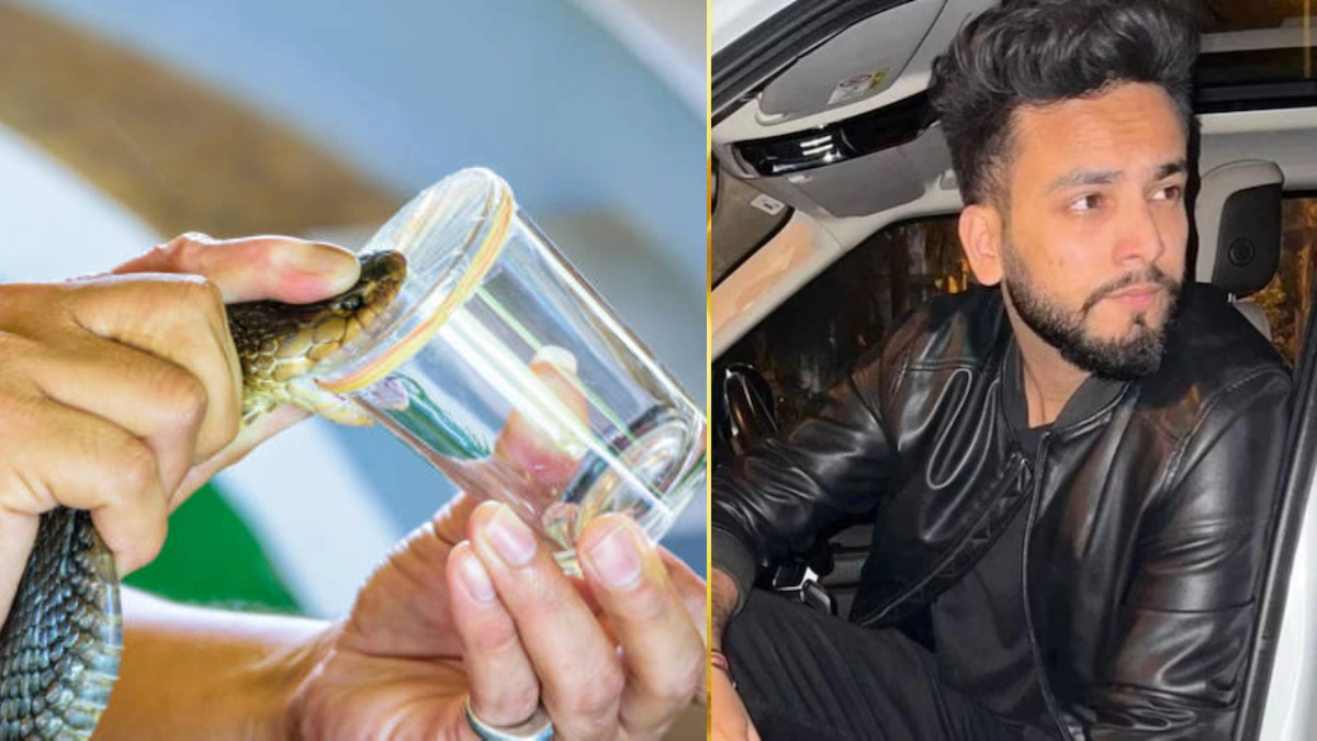 Snake Venom In Rave Party: रेव पार्टी में सांप के जहर का क्या काम ...