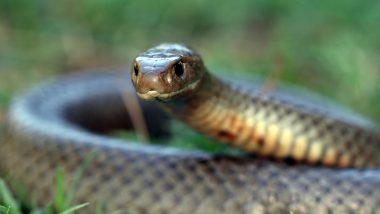Snake Venom: क्या सांप के जहर से होता है नशा? जानें इसकी लत, लक्षण, दुष्प्रभाव और उपचार के बारे में सब कुछ