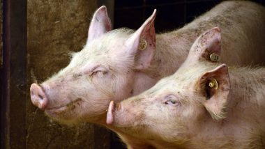 Mizoram Swine Flu Case: मिजोरम में फिर अफ्रीकी स्वाइन फ्लू फैला, 174 सूअरों की मौत