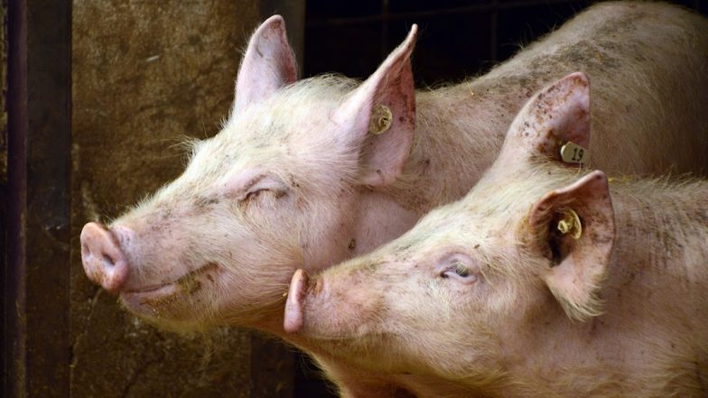 Swine Flu in UK: ब्रिटेन में खतरे की घंटी! इंसान में मिला 'स्वाइन फ्लू' का पहला केस, लोगों की बढ़ी चिंता