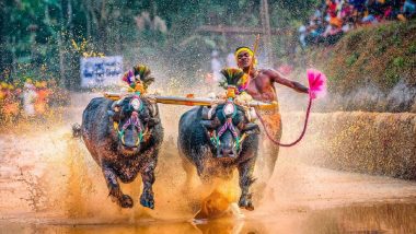 Buffalo Race Video: बेंगलुरु में भैंसों की रेस ने हजारों दर्शकों में भरा रोमांच, 800 साल पुरानी है कंबाला की परंपरा