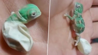 Chameleon Viral Video: जन्म के तुरंत बाद कुछ इस तरह से पहली बार रंग बदलता दिखा नन्हा गिरगिट, वीडियो हुआ वायरल