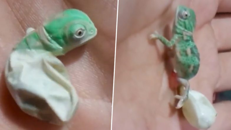 Chameleon Viral Video: जन्म के तुरंत बाद कुछ इस तरह से पहली बार रंग बदलता दिखा नन्हा गिरगिट, वीडियो हुआ वायरल