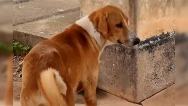 VIDEO: वफादारी की मिसाल! 4 महीने से शवगृह के बाहर कुत्ता अपने मालिक का कर रहा इंतजार