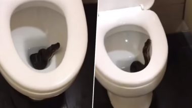Viral Video: टॉयलेट सीट के अंदर से निकला खतरनाक सांप, वायरल वीडियो ने उड़ाए लोगों के होश