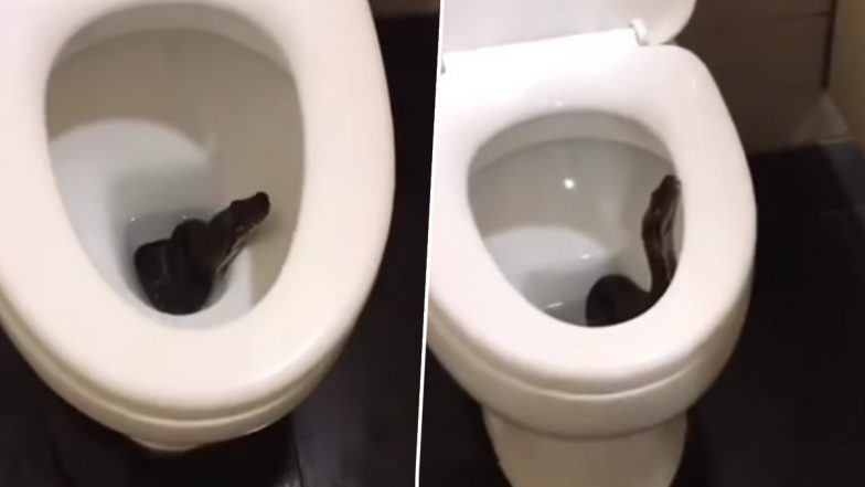 Viral Video: टॉयलेट सीट के अंदर से निकला खतरनाक सांप, वायरल वीडियो ने उड़ाए लोगों के होश
