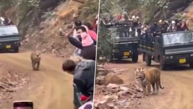 Tiger Video: जंगल सफारी के दौरान घूमता हुआ दिखा बाघ, लोगों ने बीच में रोकी गाड़ियां