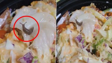 Bengaluru Man Finds Live Snail in Salad: ऑनलाइन ऑर्डर किए गए सलाद में शख्स को मिला जिंदा घोंघा, वीडियो वायरल होने के बाद स्विगी ने दी प्रतिक्रिया