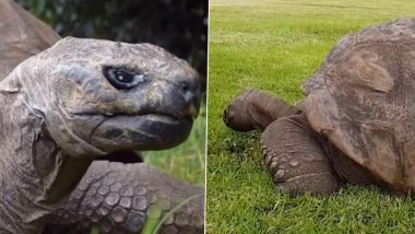 World's Oldest Living Tortoise: दुनिया के सबसे उम्रदराज कछुए ने मनाया अपना 191वां जन्मदिन, देखें वीडियो