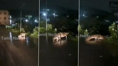 Crocodile Spotted in Tamil Nadu Video: शहर में भारी बारिश के बाद चेन्नई की सड़क पर घूमते दिखा मगरमच्छ, देखें वीडियो