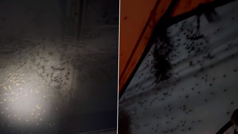 Hundreds of Spiders Crawl on Tent: रात में टेंट पर रेंगते दिखीं सैकड़ों मकड़ियां, वीडियो देखकर हो जाएंगे रोंगटे खड़े