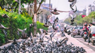 Japan: सड़क पर बैठे कबूतरों को टैक्सी ड्राईवर ने रौंदा, कहा- 'सड़क इंसानों के लिए है', हुआ गिरफ्तार