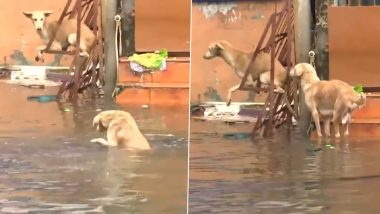 Tamil Nadu Rains: चेन्नई में भारी बारिश से कई इलाकों में जलजमाव, बाढ़ में आश्रय की तलाश में तैरता दिखा कुत्ता (देखें वीडियो)