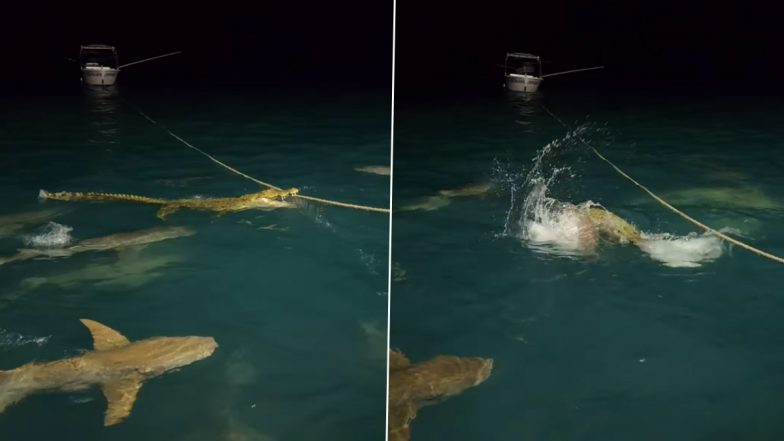 Crocodile Fights off Group of Sharks: अकेले मगरमच्छ ने अपने चारों ओर घूम रहे शार्क के समूह से की लड़ाई, देखें वीडियो