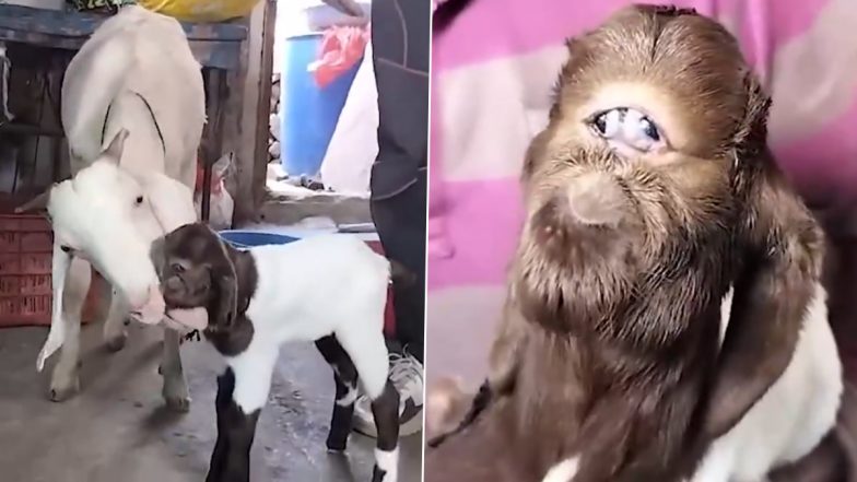 Alien Faced Goat Video: इंदौर में बकरी ने एलियन जैसे बच्चे को दिया जन्म, देखने के लिए उमड़ रही भीड़
